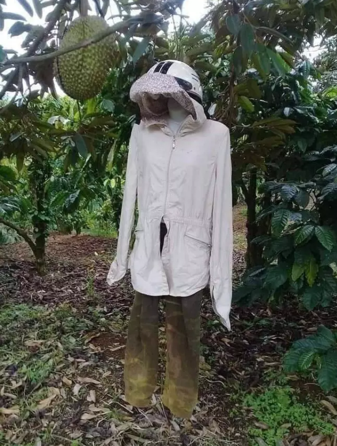 Không nhịn được cười với chiêu trò chống hái trộm trái cây của gia chủ thích đùa - 10