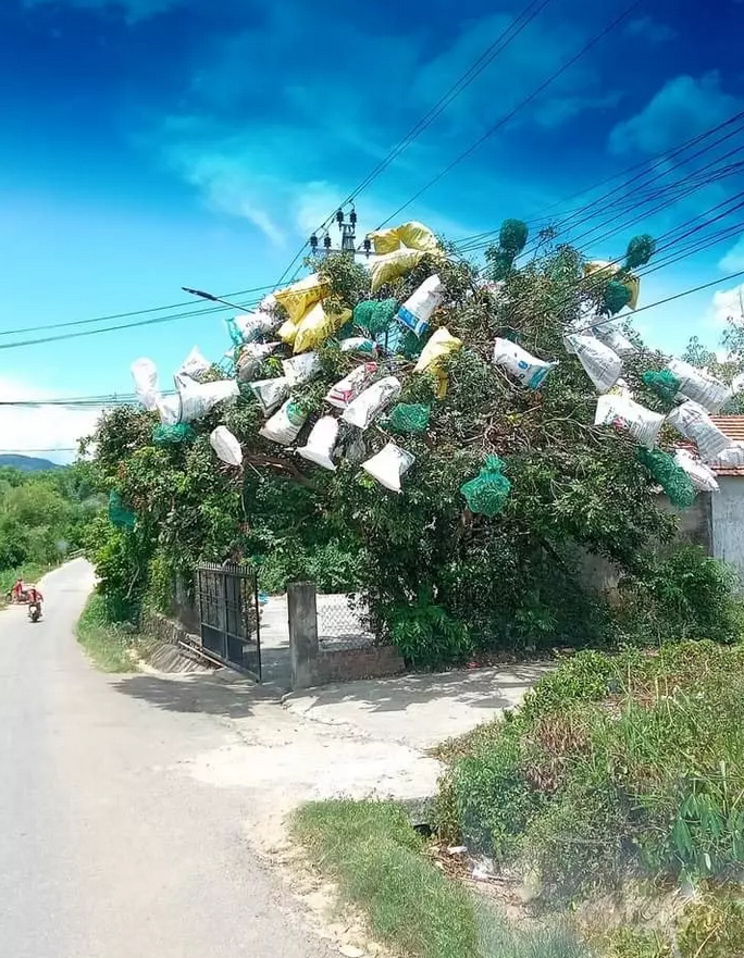 Không nhịn được cười với chiêu trò chống hái trộm trái cây của gia chủ thích đùa - 4