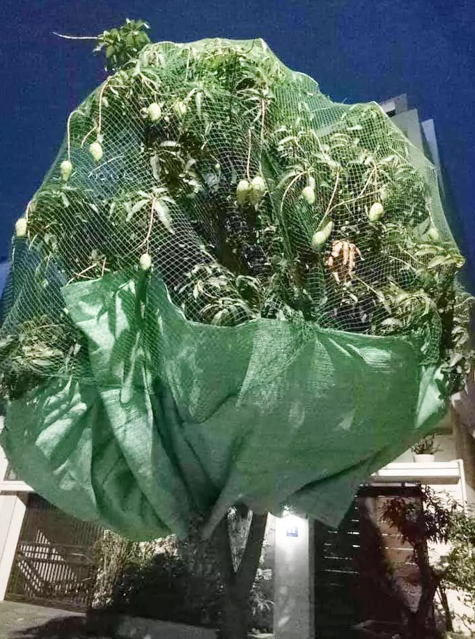 Không nhịn được cười với chiêu trò chống hái trộm trái cây của gia chủ thích đùa - 5