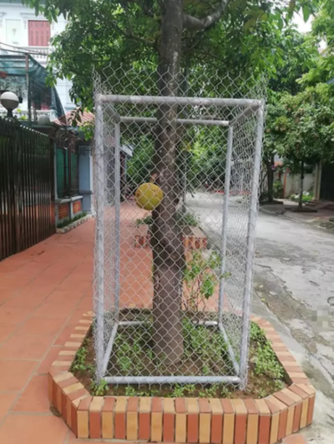 Không nhịn được cười với chiêu trò chống hái trộm trái cây của gia chủ thích đùa - 6