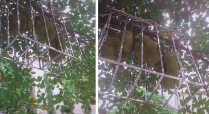 Không nhịn được cười với chiêu trò chống hái trộm trái cây của gia chủ thích đùa - 7