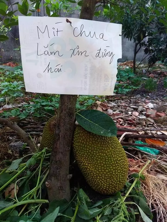 Không nhịn được cười với chiêu trò chống hái trộm trái cây của gia chủ thích đùa - 3