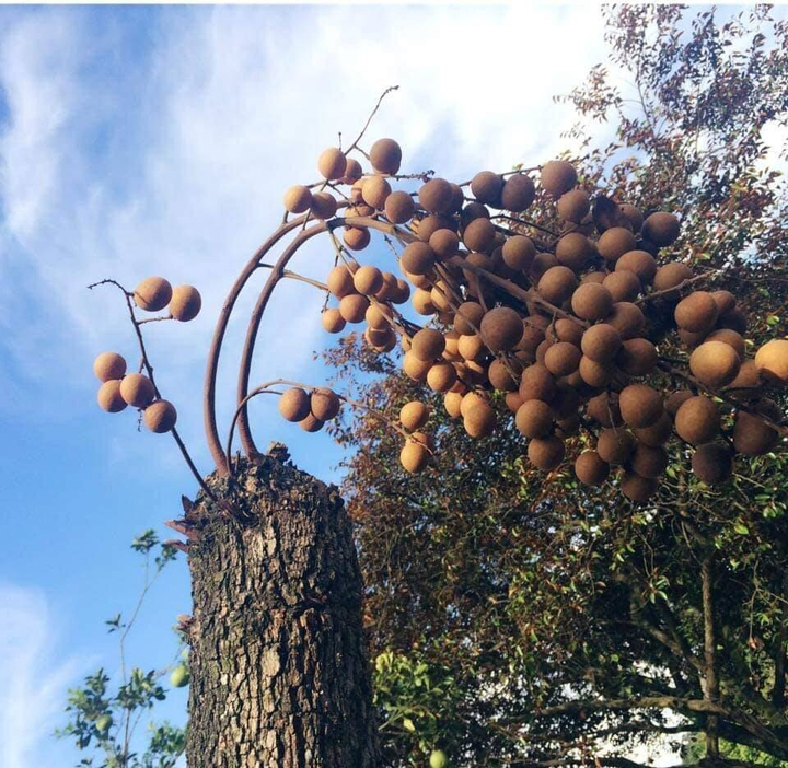Kỳ lạ cây nhãn không cành lá, 'bất chấp logic' vẫn mọc ra chùm quả trĩu nặng - 1