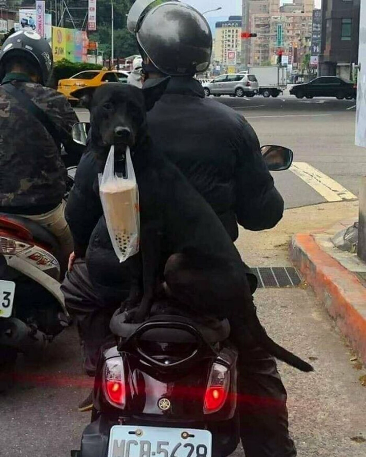 Giật mình khi hội thú cưng đồng loạt 'tiến hóa': Xếp hàng, selfie là chuyện nhỏ - 6