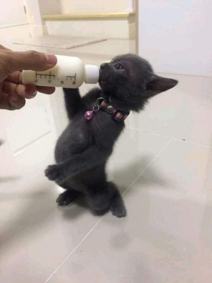 Giật mình khi hội thú cưng đồng loạt 'tiến hóa': Xếp hàng, selfie là chuyện nhỏ - 2