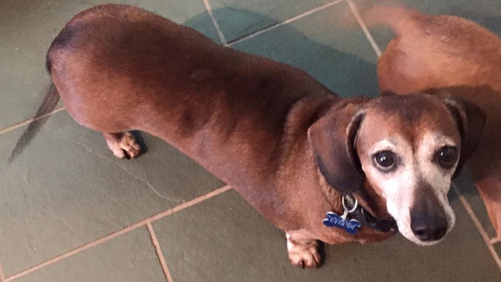 Chú chó béo ục ịch bỗng trở thành ‘ngôi sao’ từ câu chuyện giảm cân - 4