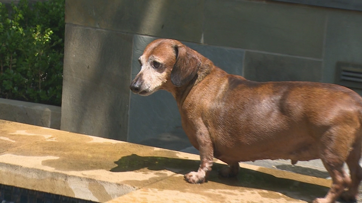 Chú chó béo ục ịch bỗng trở thành ‘ngôi sao’ từ câu chuyện giảm cân - 3