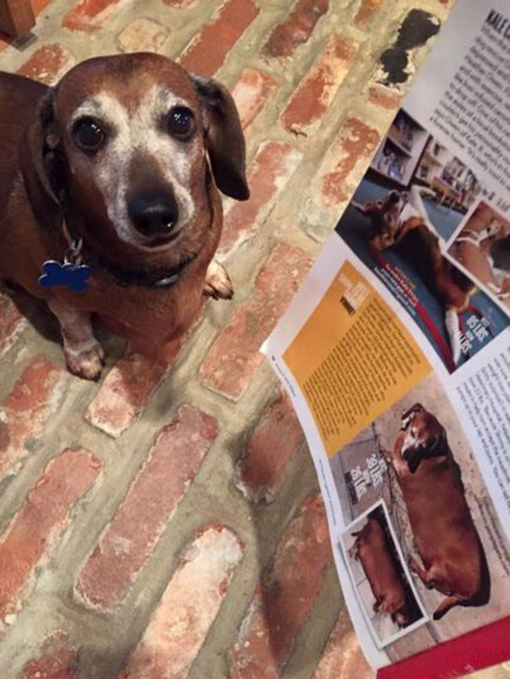 Chú chó béo ục ịch bỗng trở thành ‘ngôi sao’ từ câu chuyện giảm cân - 5