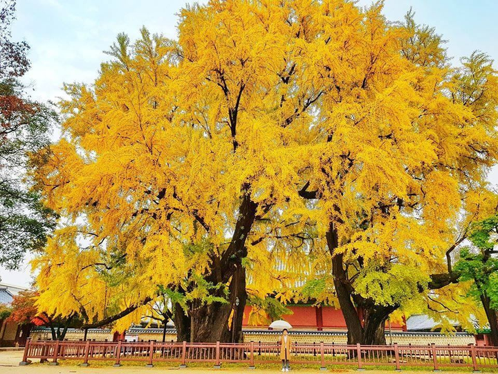 Cây ngân hạnh 600 tuổi tô vàng một góc trường đại học lung linh như truyện tranh - 6