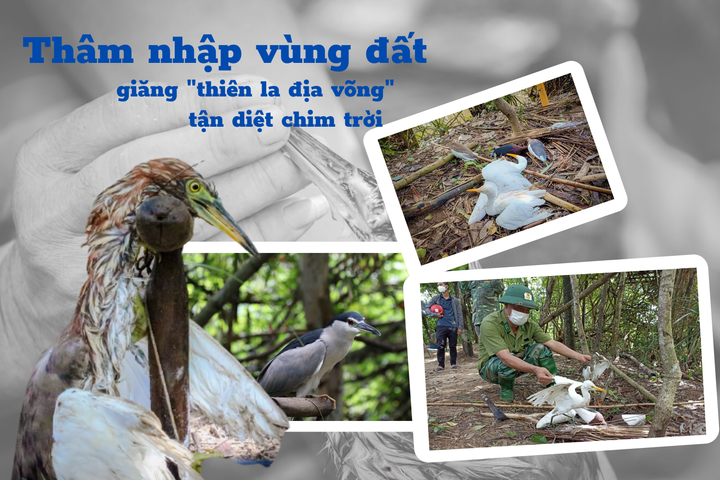 Thâm nhập vùng đất giăng ‘thiên la địa võng’ tận diệt chim trời - 1