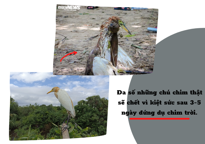 Thâm nhập vùng đất giăng ‘thiên la địa võng’ tận diệt chim trời - 5