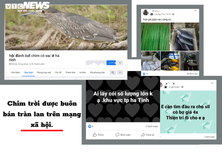 Thâm nhập vùng đất giăng ‘thiên la địa võng’ tận diệt chim trời - 9