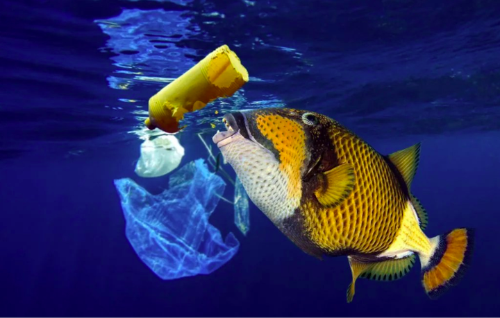 Ô nhiễm rác thải nhựa đại dương: Chỉ nhìn thôi cũng thấy 'đau tim' - 5
