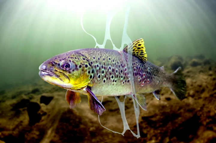 Ô nhiễm rác thải nhựa đại dương: Chỉ nhìn thôi cũng thấy 'đau tim' - 3