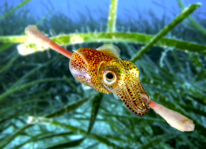 Ô nhiễm rác thải nhựa đại dương: Chỉ nhìn thôi cũng thấy 'đau tim' - 9