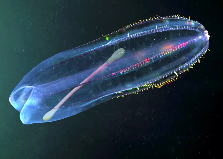 Ô nhiễm rác thải nhựa đại dương: Chỉ nhìn thôi cũng thấy 'đau tim' - 10