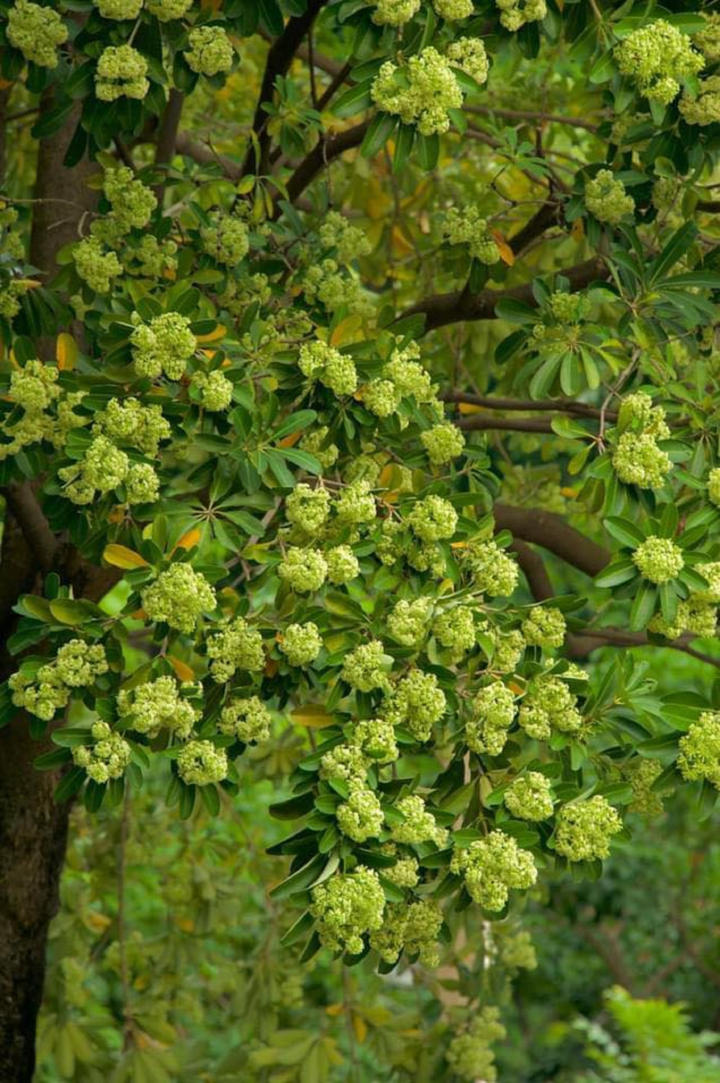 Hà Nội thơ mộng ngợp dưới ‘đặc sản’ kẻ yêu người ghét mang tên hoa sữa - 3