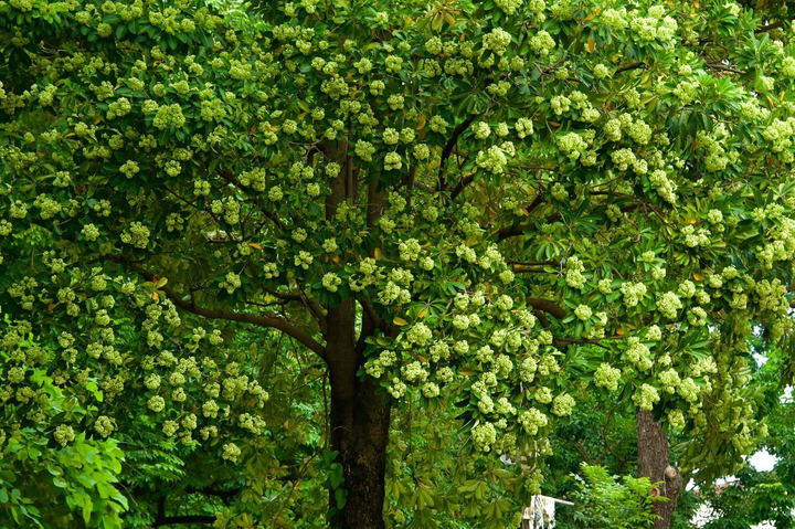 Hà Nội thơ mộng ngợp dưới ‘đặc sản’ kẻ yêu người ghét mang tên hoa sữa - 1