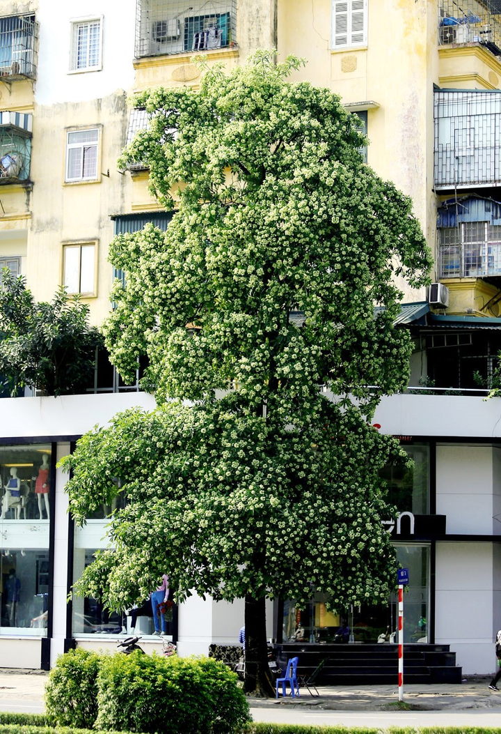 Hà Nội thơ mộng ngợp dưới ‘đặc sản’ kẻ yêu người ghét mang tên hoa sữa - 6