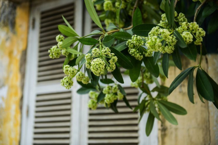 Hà Nội thơ mộng ngợp dưới ‘đặc sản’ kẻ yêu người ghét mang tên hoa sữa - 2