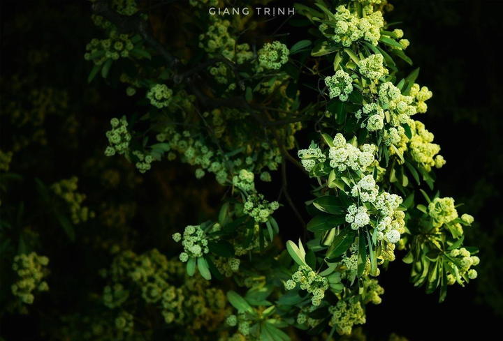 Hà Nội thơ mộng ngợp dưới ‘đặc sản’ kẻ yêu người ghét mang tên hoa sữa - 7