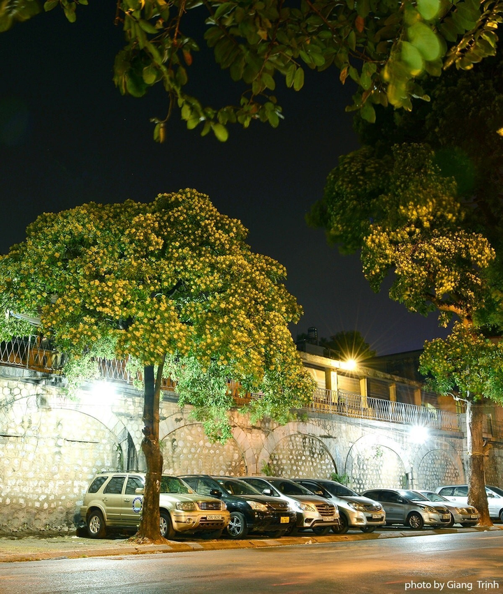 Hà Nội thơ mộng ngợp dưới ‘đặc sản’ kẻ yêu người ghét mang tên hoa sữa - 8