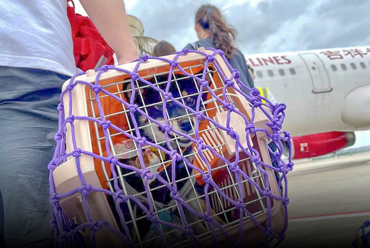 Trào lưu đưa thú cưng đi du lịch ở Trung Quốc - 3