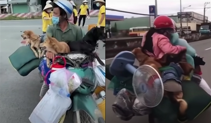 Tiêu hủy đàn chó của cặp vợ chồng ở Cà Mau: Trưởng Trạm y tế xã xin nghỉ việc - 1