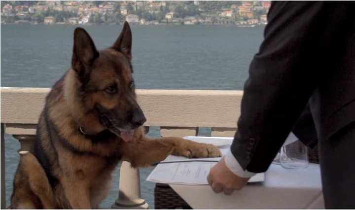 Chú chó giàu nhất thế giới: Gia tài 8 ngàn tỷ, có công ty riêng, biệt thự 7000m2 - 3