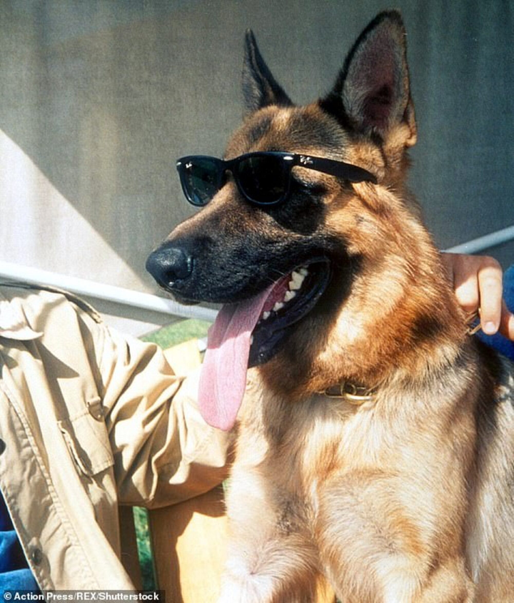 Chú chó giàu nhất thế giới: Gia tài 8 ngàn tỷ, có công ty riêng, biệt thự 7000m2 - 4