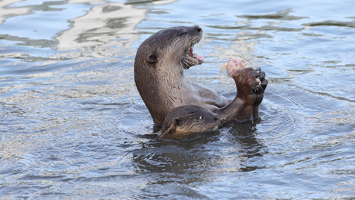 Kinh hãi đàn rái cá bỗng thành 'quỷ dữ', tấn công người và chó - 2