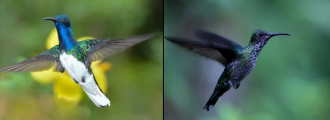 Chim cái 'từ bỏ giới tính' để tránh bị con đực tấn công - 1