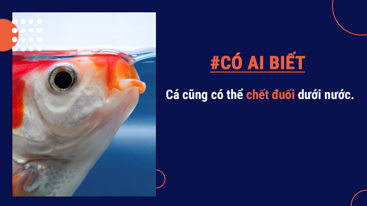 Có ai biết: Cá có thể chết đuối, sẽ sống lâu hơn nếu được ăn phân cá trẻ hơn - 2