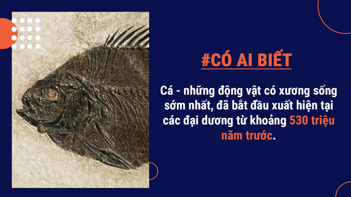 Có ai biết: Cá có thể chết đuối, sẽ sống lâu hơn nếu được ăn phân cá trẻ hơn - 1