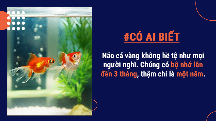 Có ai biết: Cá có thể chết đuối, sẽ sống lâu hơn nếu được ăn phân cá trẻ hơn - 6