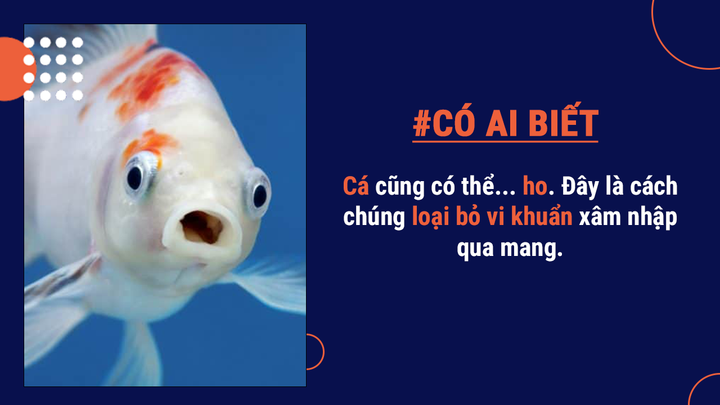 Có ai biết: Cá có thể chết đuối, sẽ sống lâu hơn nếu được ăn phân cá trẻ hơn - 4