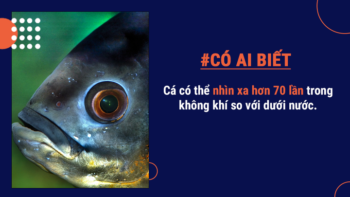 Có ai biết: Cá có thể chết đuối, sẽ sống lâu hơn nếu được ăn phân cá trẻ hơn - 8