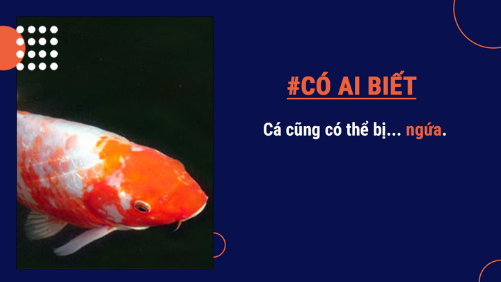 Có ai biết: Cá có thể chết đuối, sẽ sống lâu hơn nếu được ăn phân cá trẻ hơn - 5