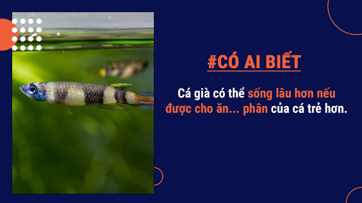Có ai biết: Cá có thể chết đuối, sẽ sống lâu hơn nếu được ăn phân cá trẻ hơn - 3