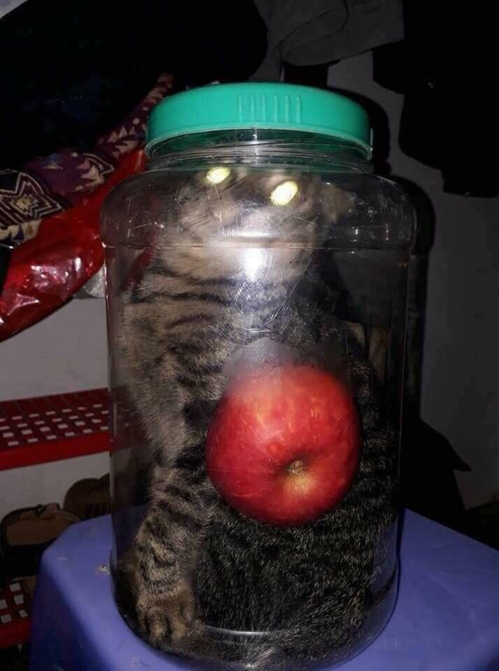 Những 'bình rượu' ngâm toàn 'hàng hiếm' khiến hội mê rượu cũng bỏ chạy - 8