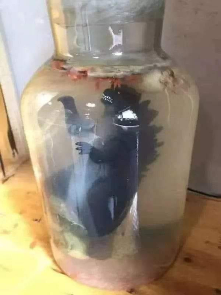 Những 'bình rượu' ngâm toàn 'hàng hiếm' khiến hội mê rượu cũng bỏ chạy - 7