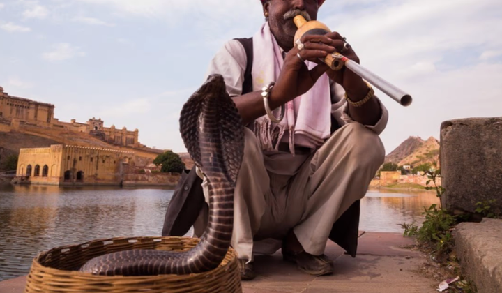 Nọc độc rắn - Vũ khí giết người mới của tội phạm Ấn Độ - 1