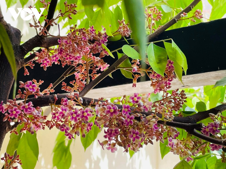 Ngắm hoa khế mùa thu đẹp đến nao lòng - 10