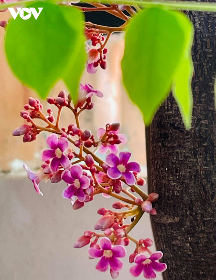 Ngắm hoa khế mùa thu đẹp đến nao lòng - 8