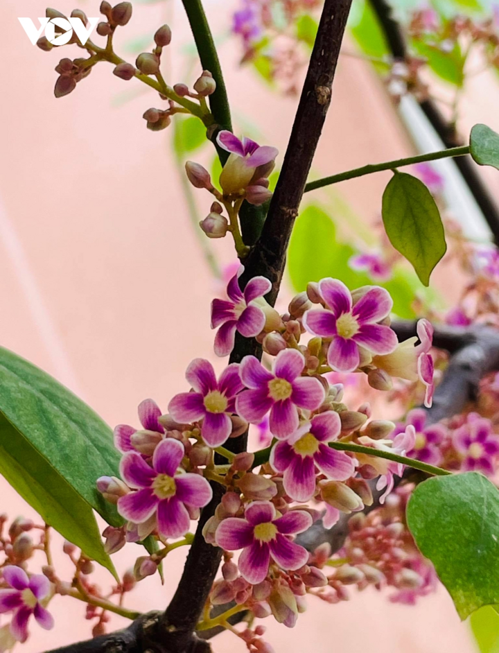 Ngắm hoa khế mùa thu đẹp đến nao lòng - 4