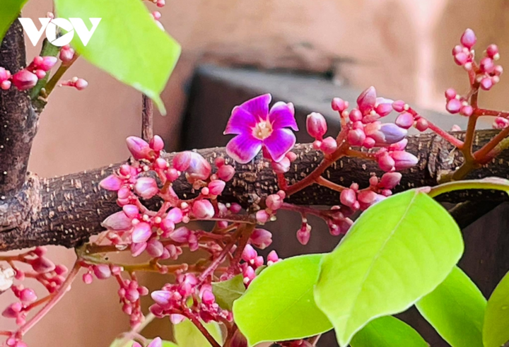 Ngắm hoa khế mùa thu đẹp đến nao lòng - 2