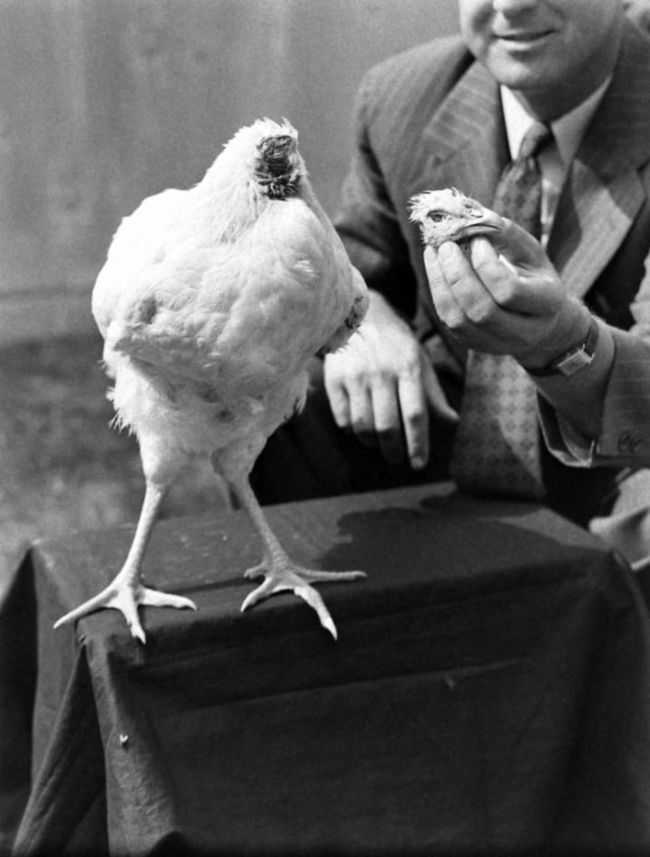 La historia del pollo que perdió la cabeza sigue viva y coleando, actuará en todas partes para ganar mucho dinero - 4