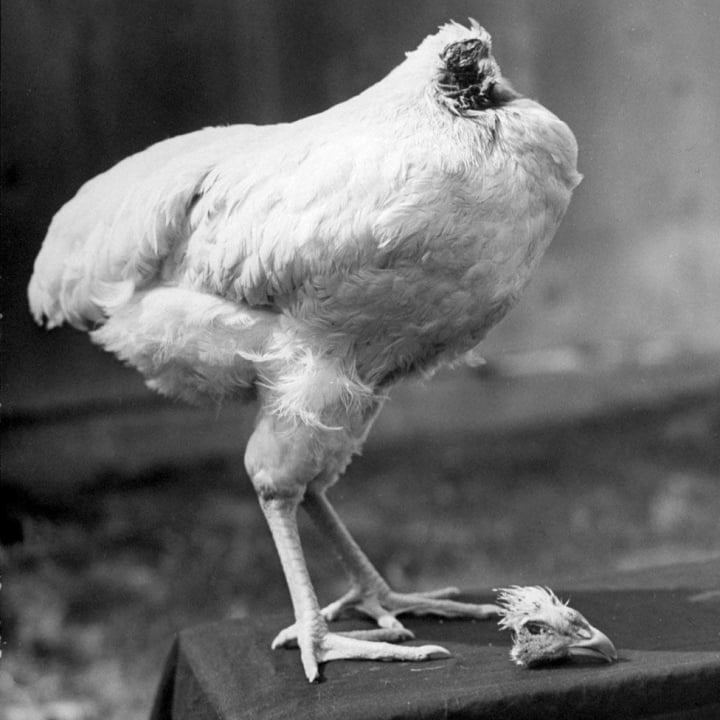 La historia de un pollo que perdió la cabeza sigue vivo y coleando, actuando en todas partes para ganar mucho dinero - 1