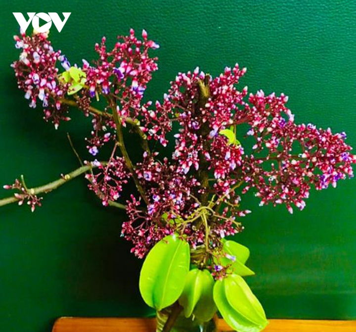 Ngắm hoa khế mùa thu đẹp đến nao lòng - 12
