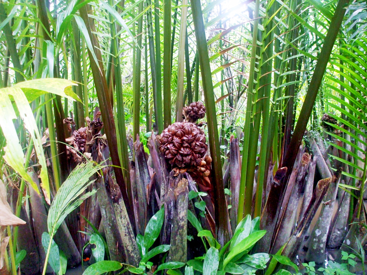 Loại quả 'xấu xí' bị nhiều người xa lánh lại rất được ưa chuộng ở Trung Quốc - 3